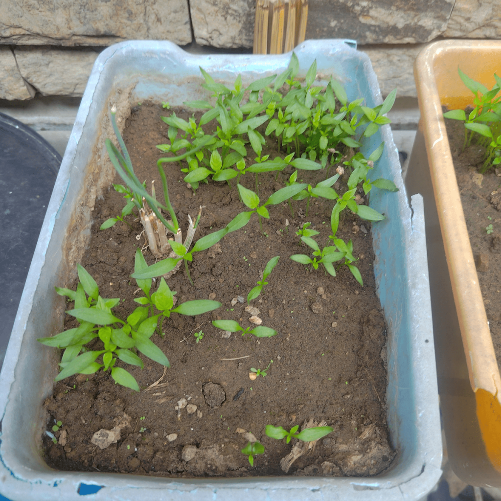 Bell Peppers and SIling Labuyo (Bird's Eye) Seedlings